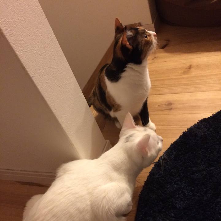 A19aca3c a6ca 4032 ba02 142c874c95cc