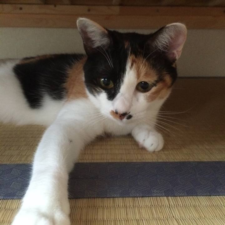 A19c60b3 43a0 431b b575 96c4a1aba3dd