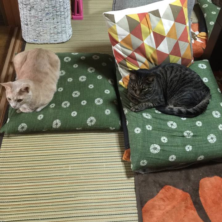 A1a0072b b390 444c 99a7 ef9e9472e3b0