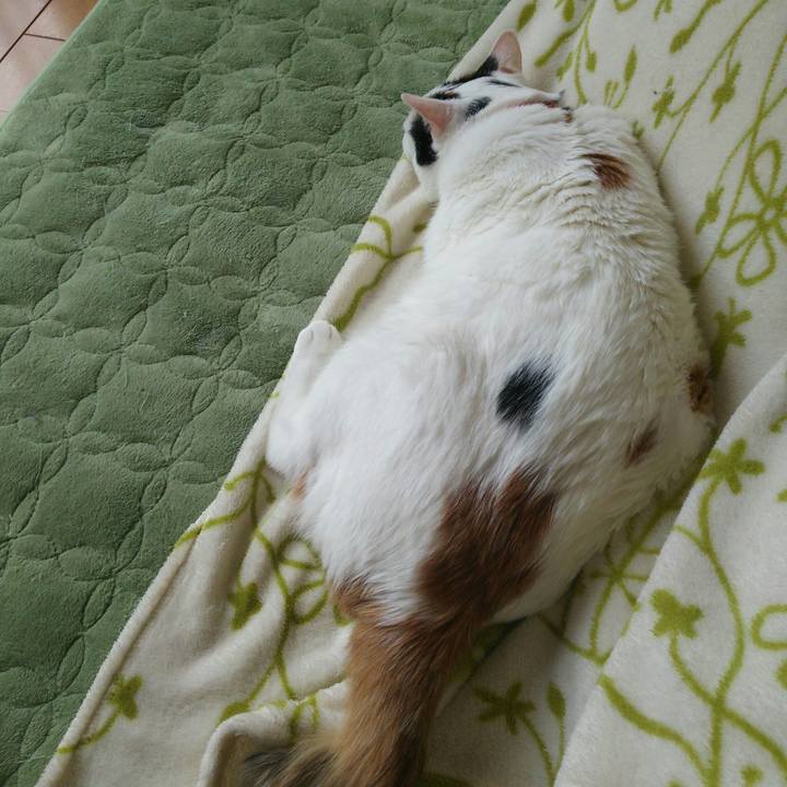 A1a5fe13 f30e 41c7 8908 3821c0ae6c86