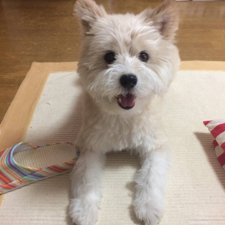 A1a6d831 0baf 47ea adc8 ce3b06f6c51c