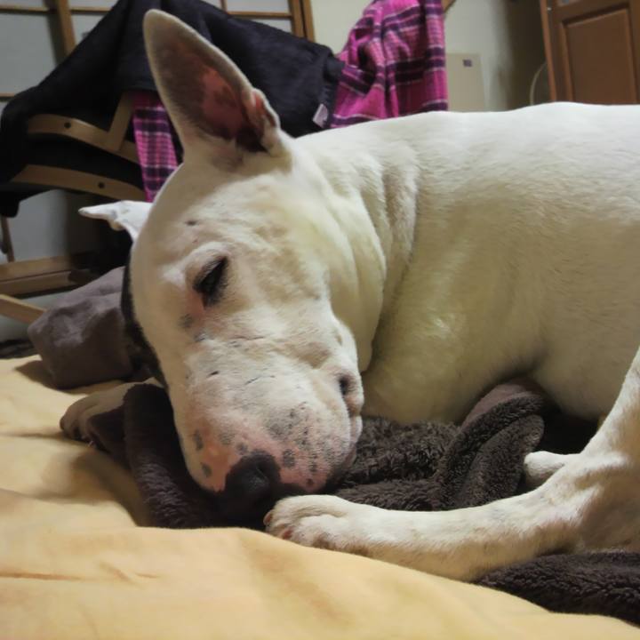 A1ae3061 4d7d 4aff bf36 c080ba28f332