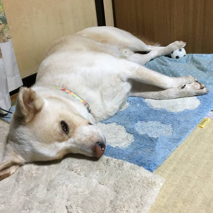 A1b18f94 a353 41b8 8966 5ddc6598eb17