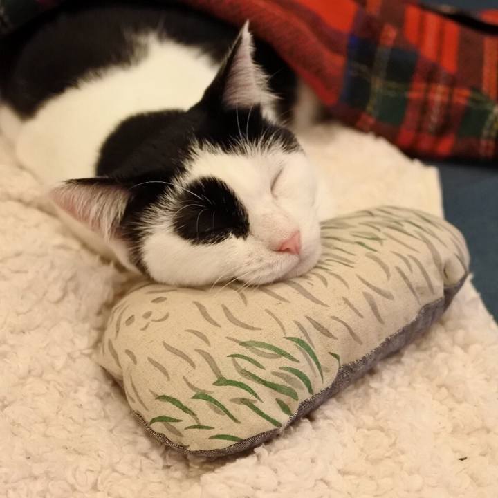 A1b338f5 3b1d 4dc9 a12f b2d6335c6753