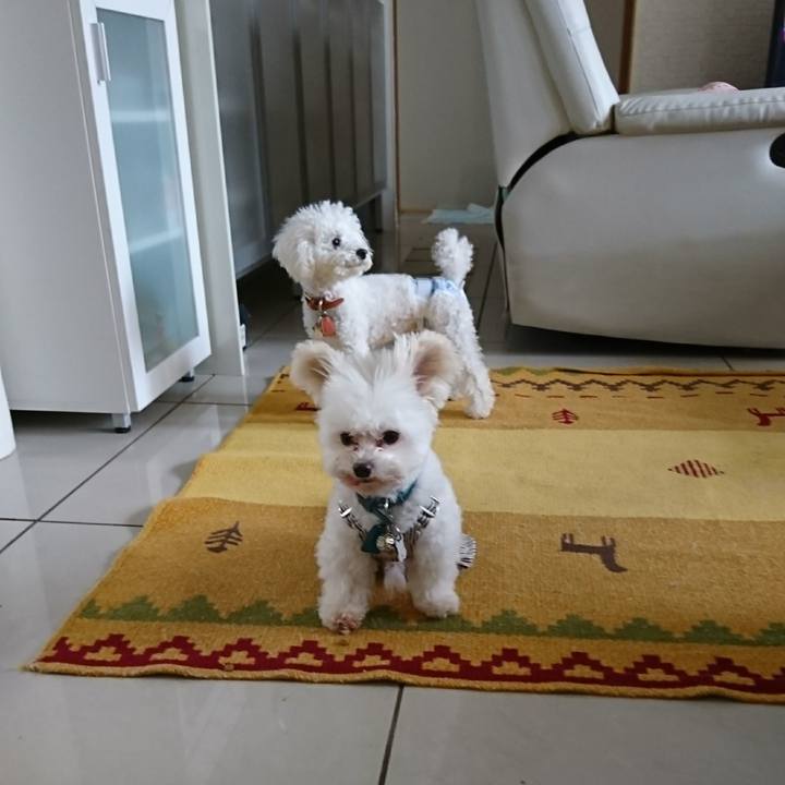 A1bb37cc fd70 4ed7 8159 2723bfa684b8