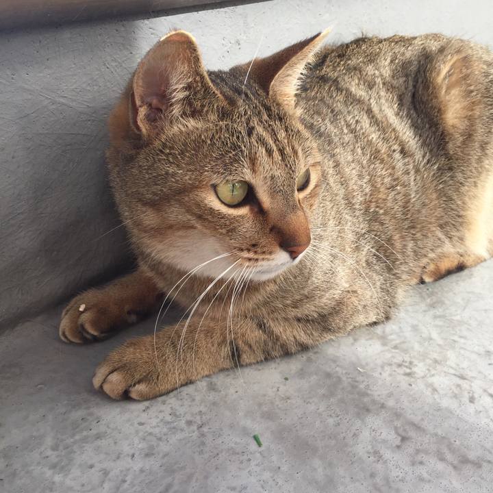 A1bccabc f3c8 4e54 bcac b4a78c8361cf