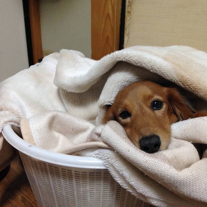 A1caf86c 90a2 44a9 9c4c b797a9dd5233