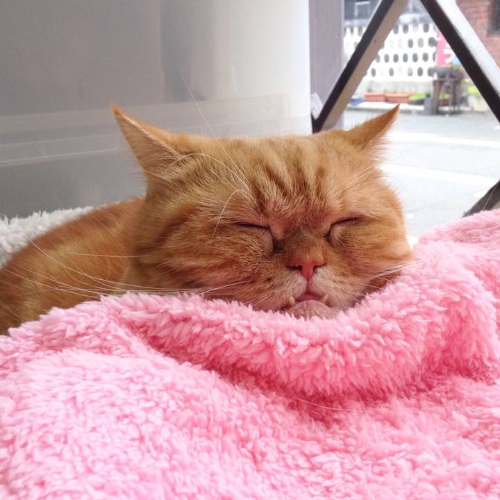 A1cc4b30 3946 4dff a3e5 059b3821215c