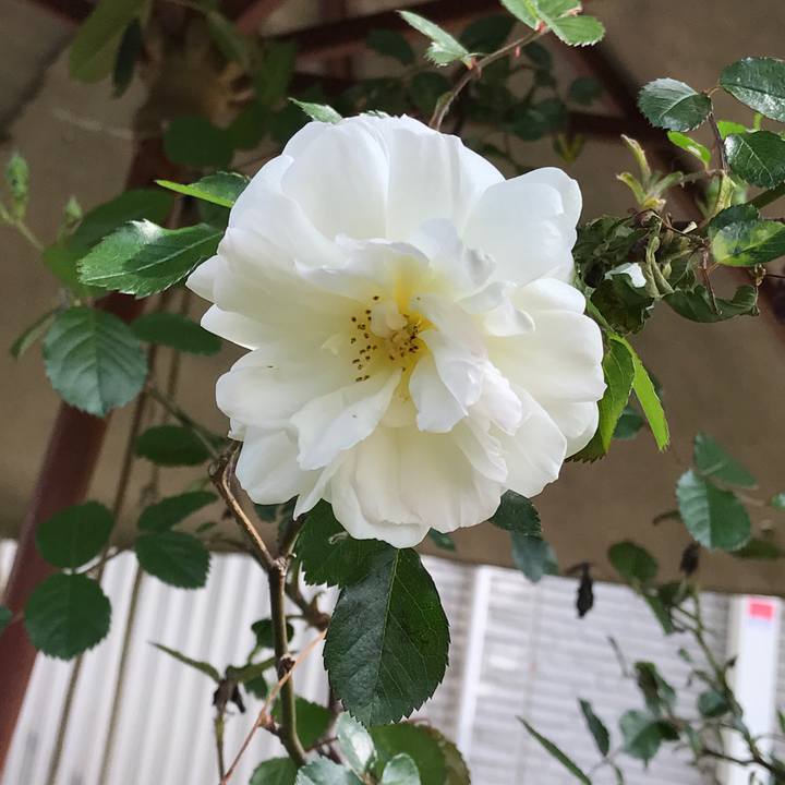 A1d9f791 c4d4 41a6 b954 d5914d37ddfd