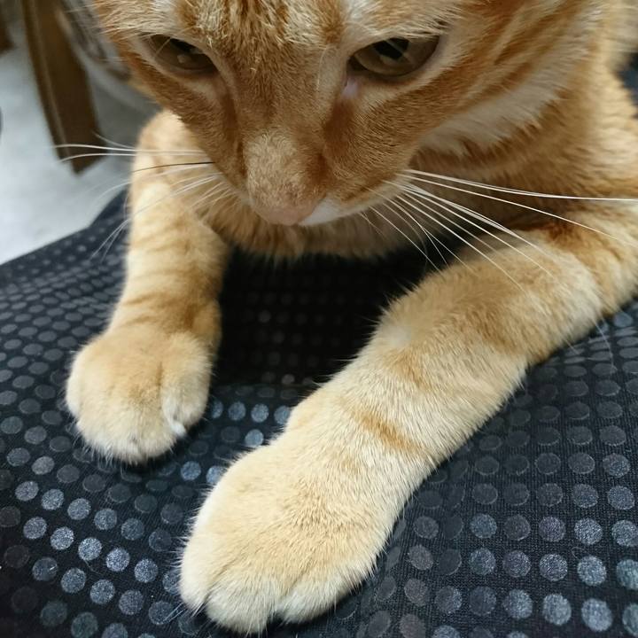 A1dc408b fa5f 4ea2 9f73 a6a09759f071