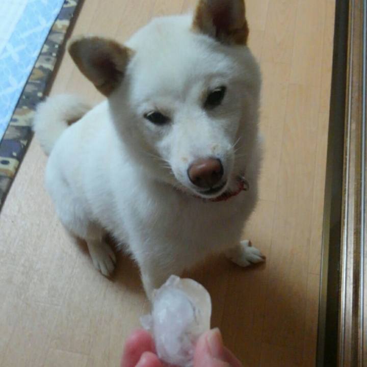 A1e635f0 6c80 4012 8ef2 a821ac675bfb