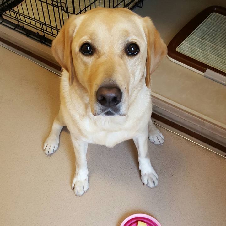 A1e6789d d97f 43aa 9599 c9d4a52283e0