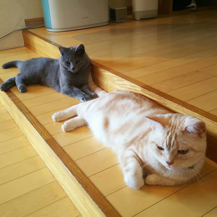 A1e83f7a f3ba 44cf b2b8 ba0d1c0d02f0