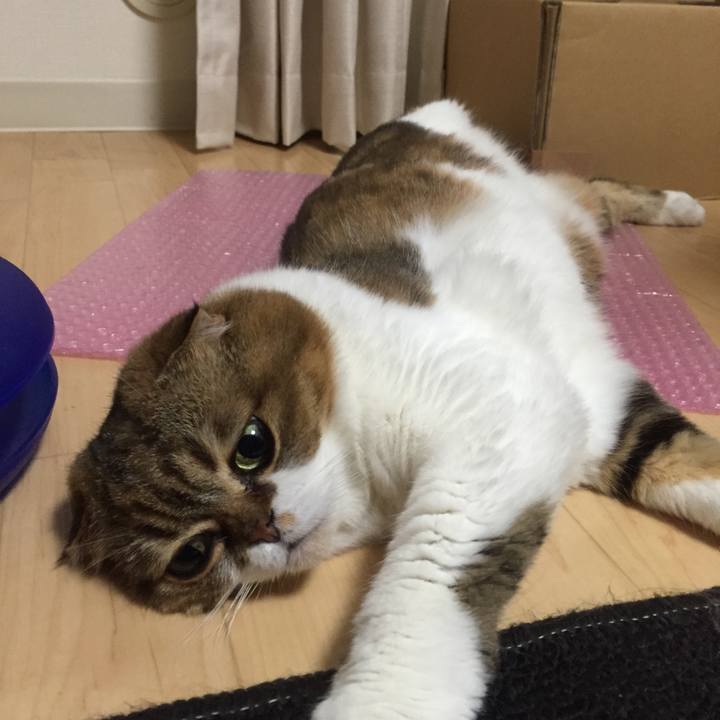 A1ec3cea 14a0 420a aa96 808303accf50