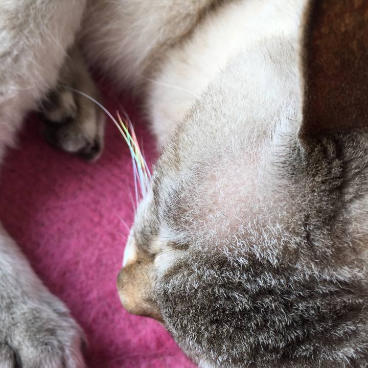 A1ed1794 fc41 4375 9756 7384ce5098b9