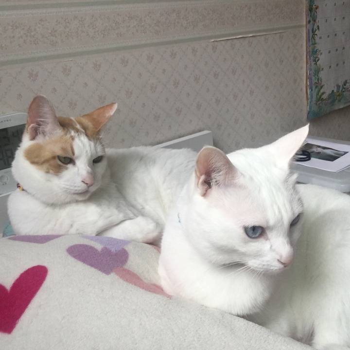 A1f50c4a c6e6 4462 9477 c3337604e5fb