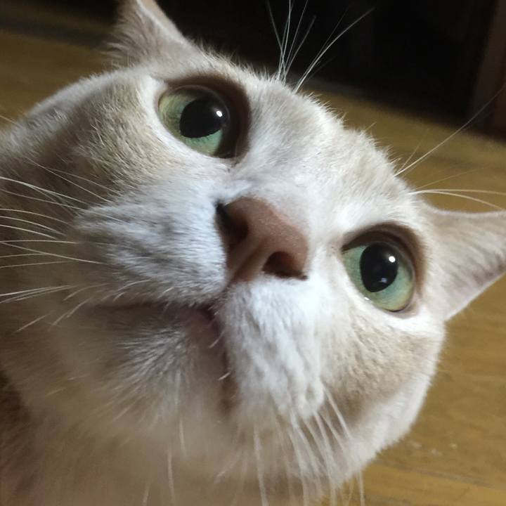 A1ff1414 2ce9 4033 adab 9d46dcb46b8c