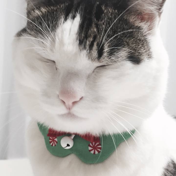 A1ff6255 e9d0 4565 80ca 499107cb2584