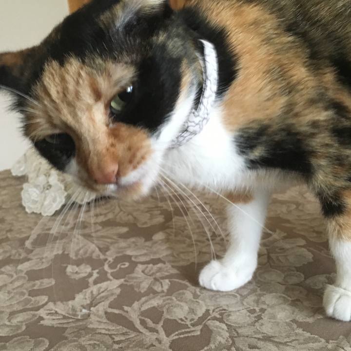 A2024263 b711 4e15 b49c a21bfbb684cb