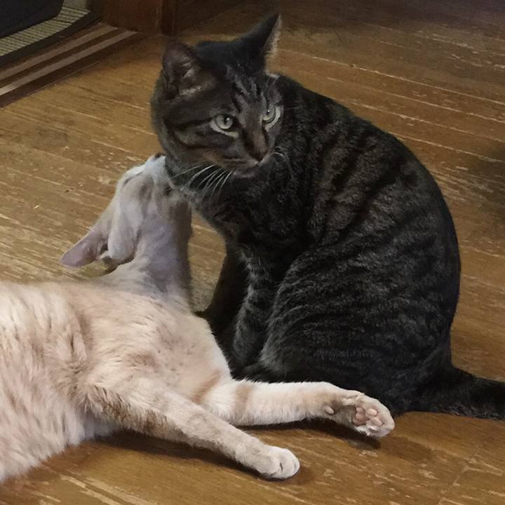 A205b84b 5080 4f03 ba53 f91ba1122432