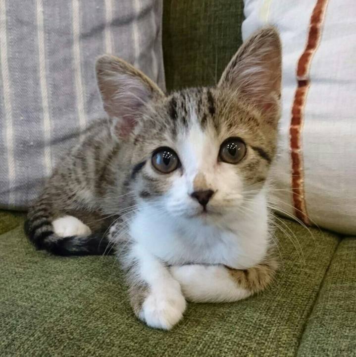 A20b8aca 53a9 46a0 b724 cf0e63cb295e