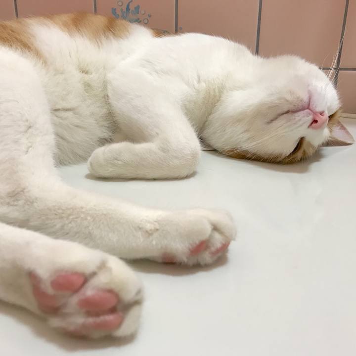 A20c61a1 c8df 490d aa11 7d047528d3c4