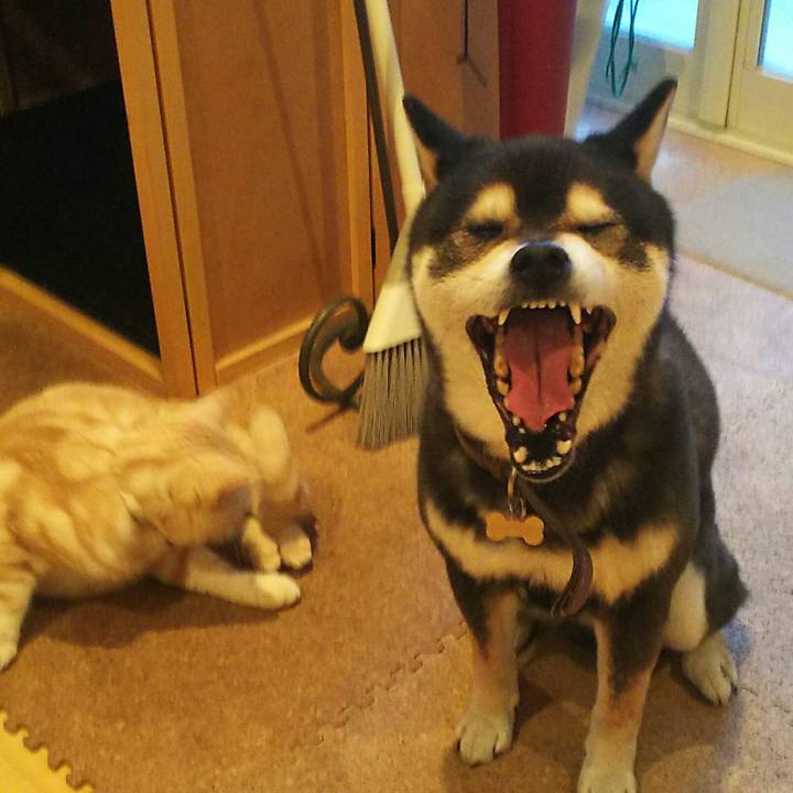 A20dd409 b58c 4ec4 bde9 a3dfb71353db