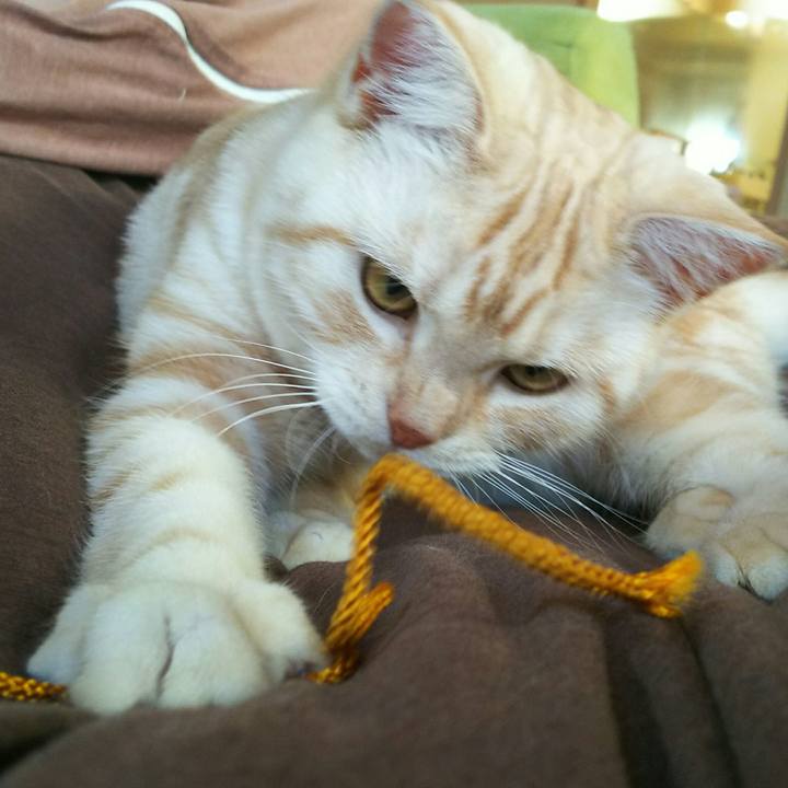 A2148b33 2c40 4c5a 889f 1e2f893ab43c