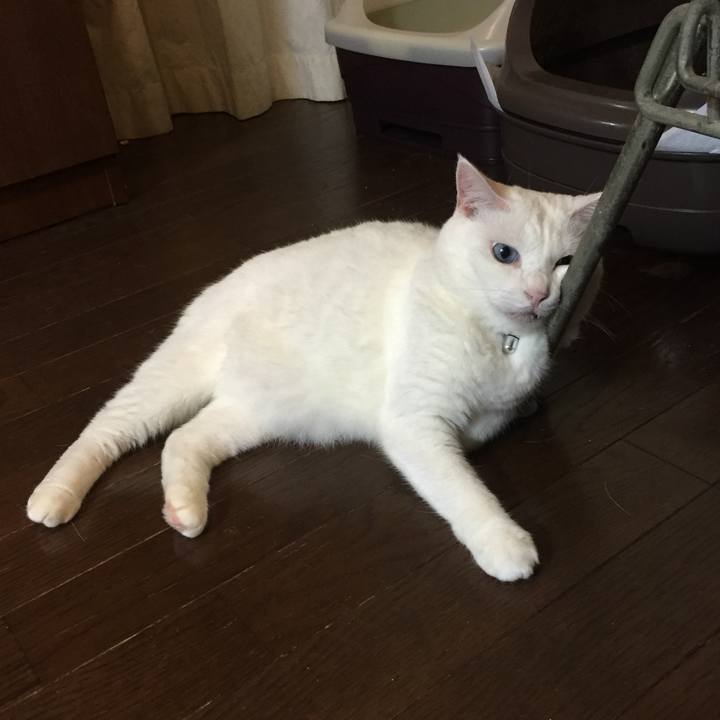 A21efd4a 0835 4cac 9aba 2b47098d186a