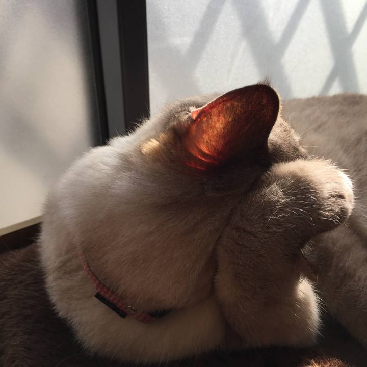 A221336e 704a 447f a310 7e2cde151d04