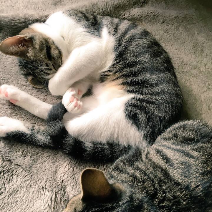 A223ee4f f925 4b19 a2c1 7a3e8fd121b4