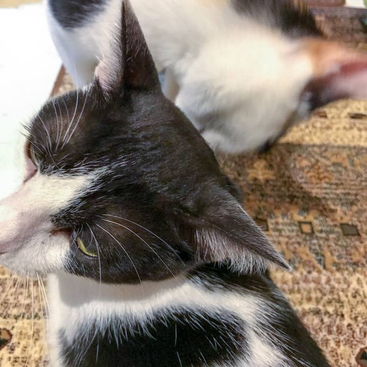 A2308b5c d8f9 4056 880c bf0a23131972