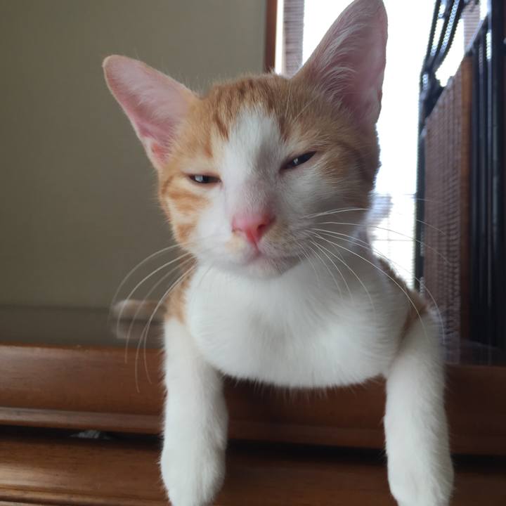 A234a833 87b8 443d b0a6 842aab7ff553