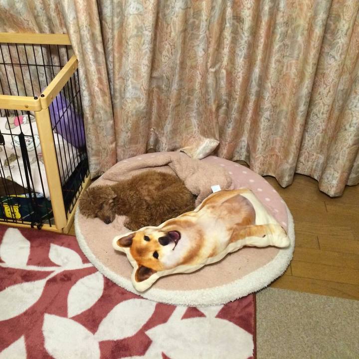 A235ef8d ab1c 47a4 8961 e258488495cf