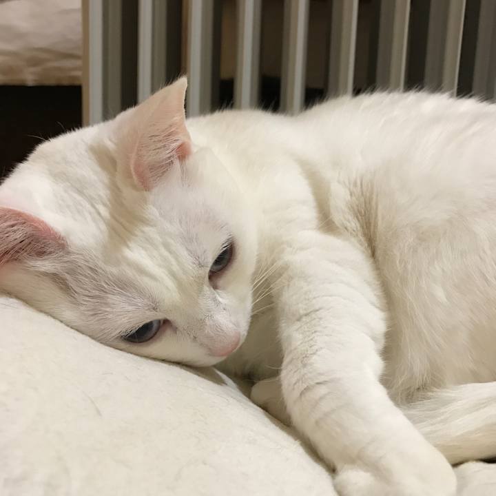 A236aab7 b82a 4175 885f 79282ee896bf