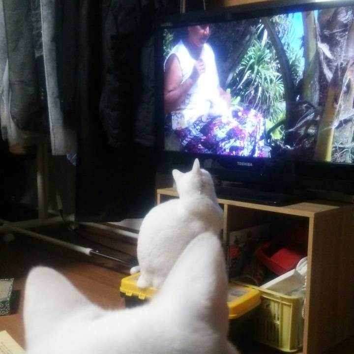 A2373387 b0ab 454e 8296 6ecdcc1a4358