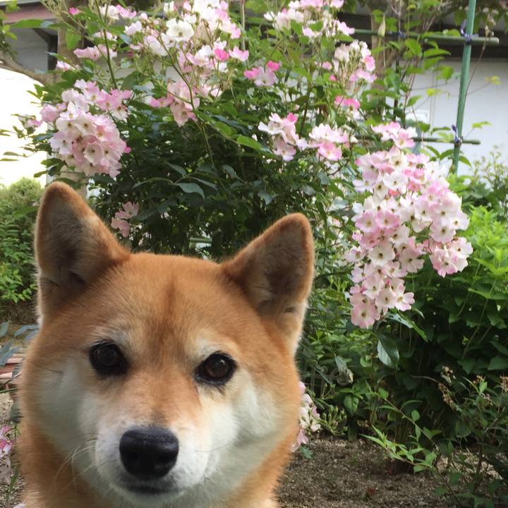 A244060a a406 4d42 b7c8 bb2496e09e7e