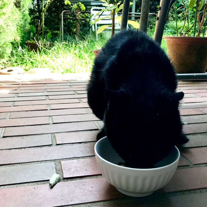 A24613bb 1aaf 4a8c 90cf d0483bb03d87