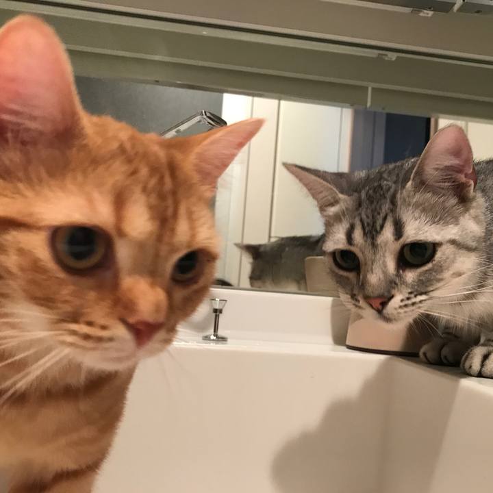 A2550e87 8a56 40e0 b207 93fb137aa36d