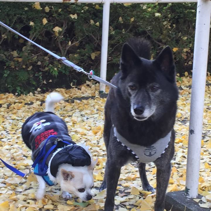 A271c0ae c1b1 47b5 a230 8c2e0d5391f9