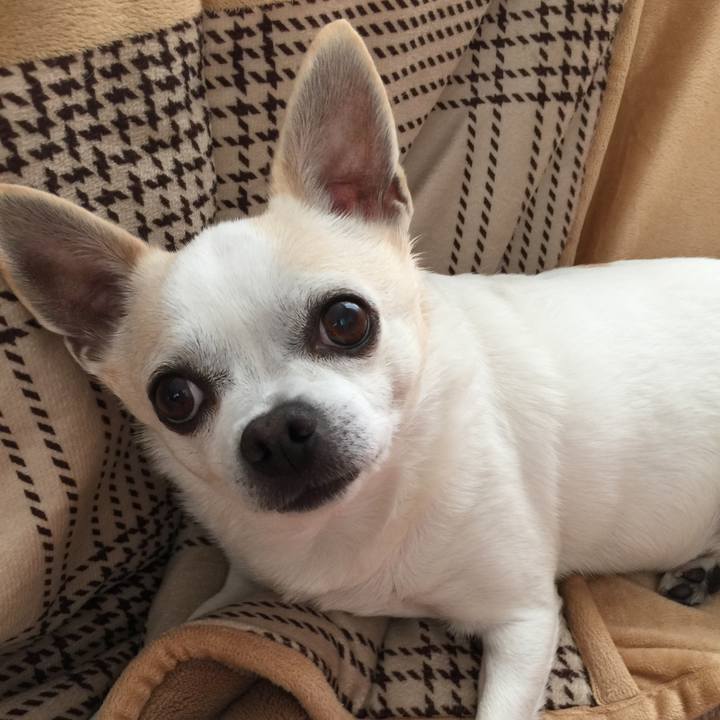 A27e0b78 c722 4712 980c 94344cf1826c