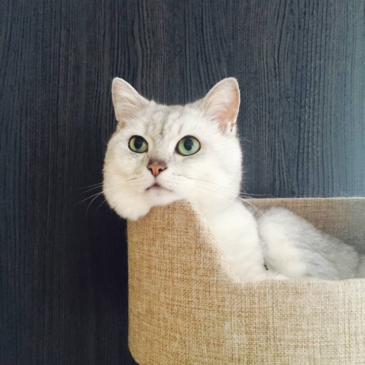 A27fee81 4aa4 4e1e af9f 7550a99e6988