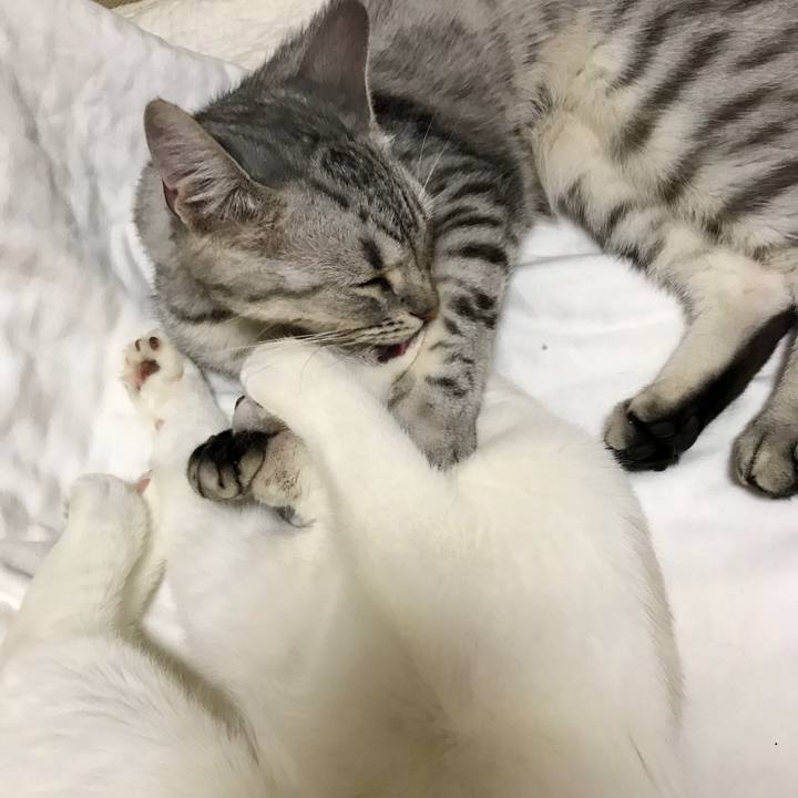 A28bcd10 2531 4135 9c0f 7939446f05af