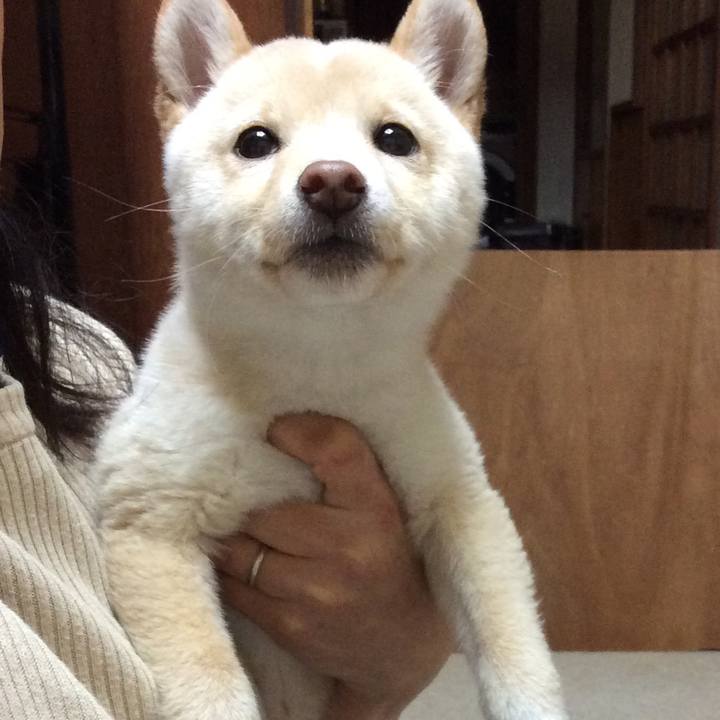 A29549f9 47d2 4132 9ad1 600f56db01a2