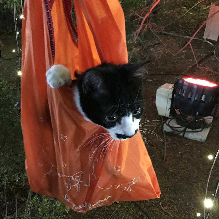 A2966139 3c66 4f87 a0b7 2ea9567b711e