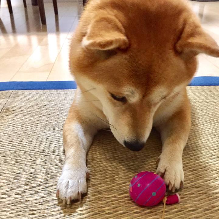 A2989dc0 2ecb 4874 8b81 3e3bf6919acf