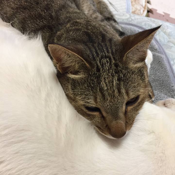 A298dda0 229c 45ad b780 5e3167ab4972