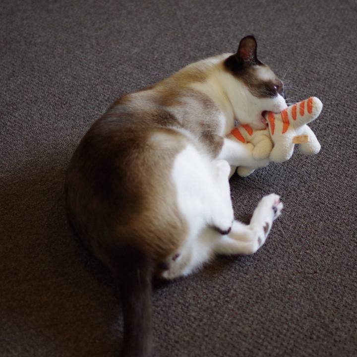 A29a8b52 7e85 41f3 b1ff 7b1ce47c8684