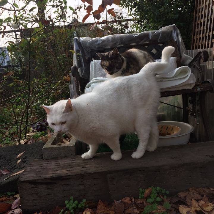 A29d1631 0b77 461f bc3f cfa0303a5bcb