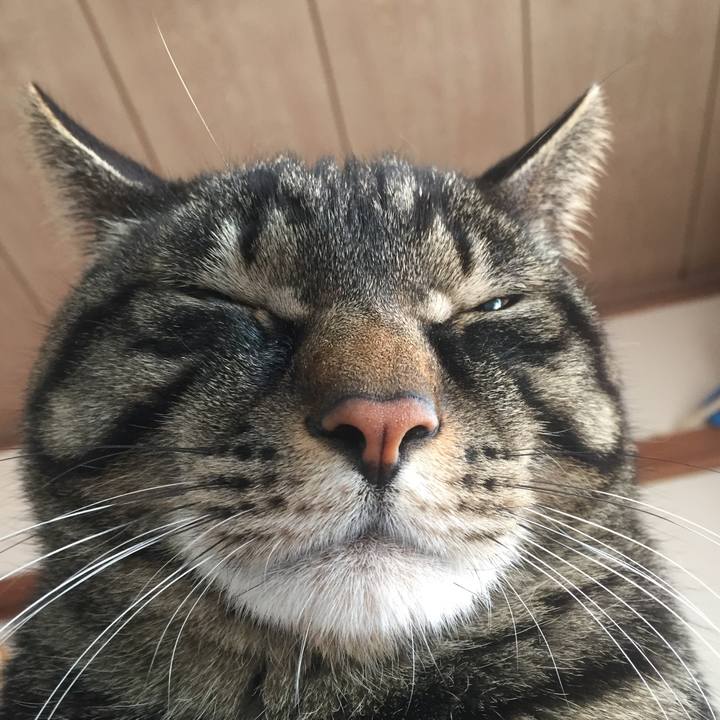 A2a08001 9ad3 4090 b41f 81e76cada80c